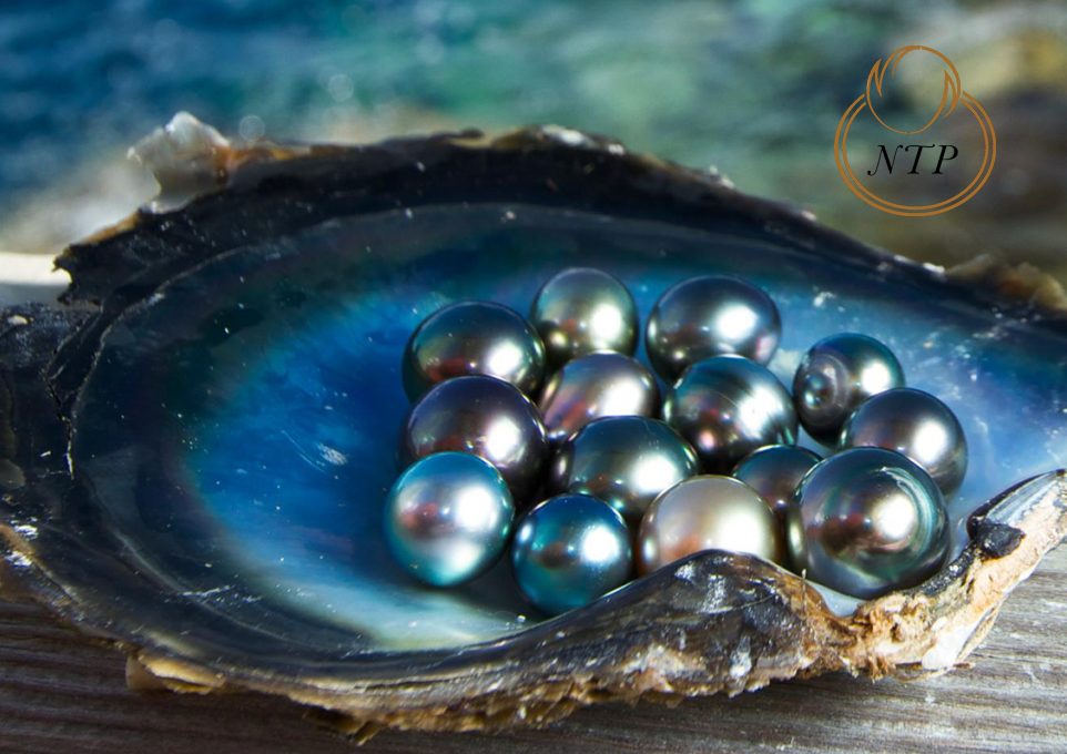 Hé lộ quá trình nuôi cấy và chế tác trang sức ngọc trai hết sức kì công!